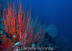 Whip coral reefscape by Larissa Roorda 